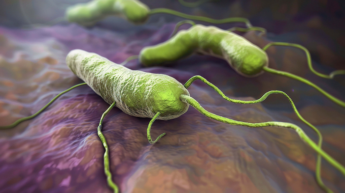 Grafische Darstellung von Helicobacter pylori-Bakterien.