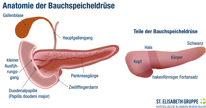Illustration zur Anatomie der Bauchspeicheldrüse. Tumore können an verschiedenen Stellen entstehen.