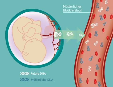 hcp_illustration-fetus_bloodstream_DE_klein_07.jpg