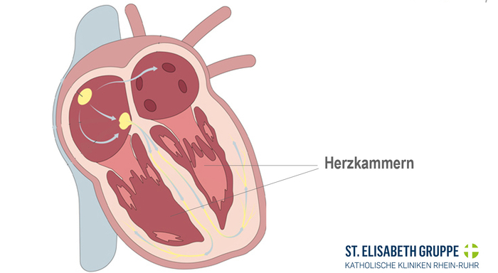 Infografik Herzkammern