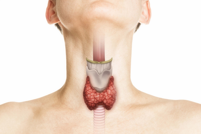 Schematische Darstellung einer Schilddrüse. Produziert das Organ nicht genügend Hormone spricht man von einer Schilddrüsenunterfunktion.