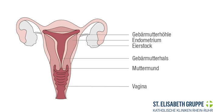 Der Aufbau der Gebärmutter. Gebärmutterkrebs entwickelt sich meist zuerst am Endometrium also der Gebärmutterschleimhaut.