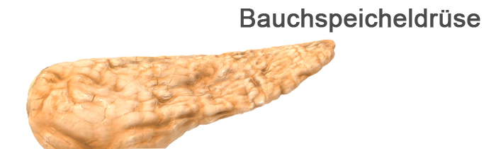 Darstellung einer menschlichen Bauchspeicheldrüse